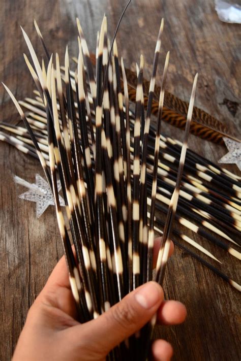 Authentic African Porcupine Quills 5 Thin-Large pcs / | Etsy