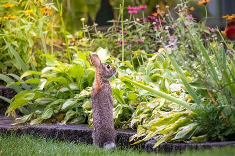 7 Sustainable Ways to Keep Rabbits Out of Your Garden