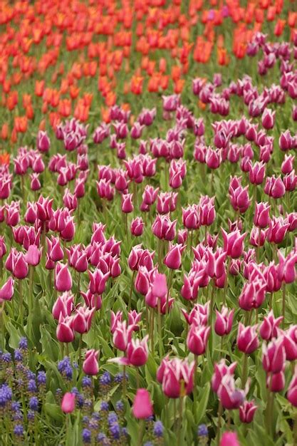 Premium Photo | Tulip Garden