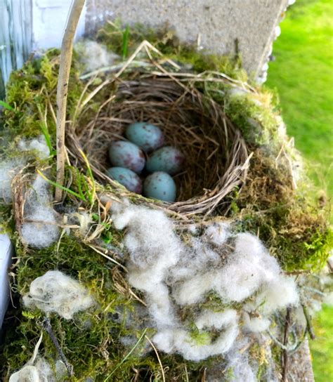 Mistle Thrush Nest - Sam's Bird Blog