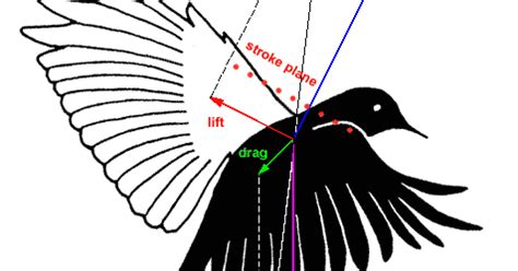 biomimetics: WIND, FLIGHT, AERODYNAMICS