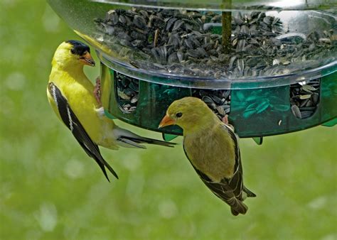 American Goldfinch Male And Female