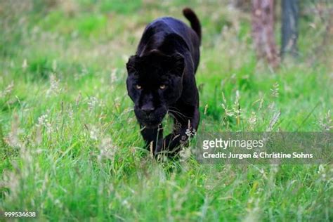 Black Panther Stalking Photos and Premium High Res Pictures - Getty Images