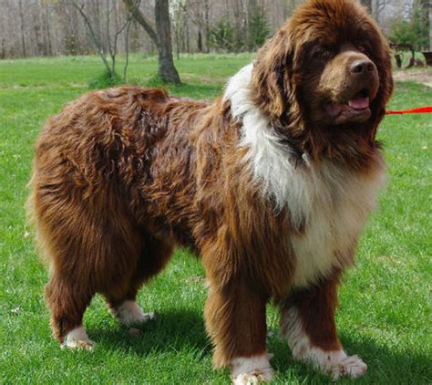 Brown Newfoundland Dog - a photo on Flickriver | Brown newfoundland dog, Family dogs breeds ...