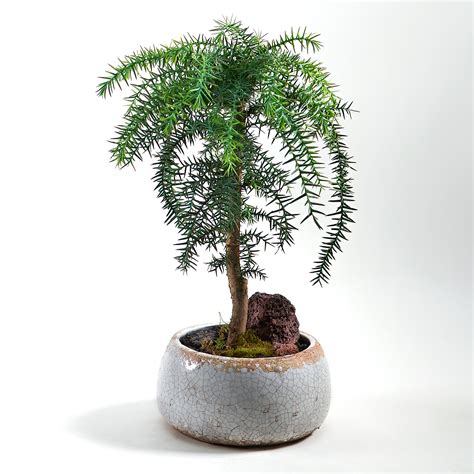 Araucaria Cunninghamii (Hoop Pine), Bonsai – www.littlebiggarden.com