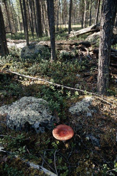 Describe the Probable Effects on an Ecosystem if All Decomposers Were to Die | Education ...