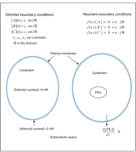 Boundary condition for PDEs. The Dirichlet boundary condition states... | Download Scientific ...