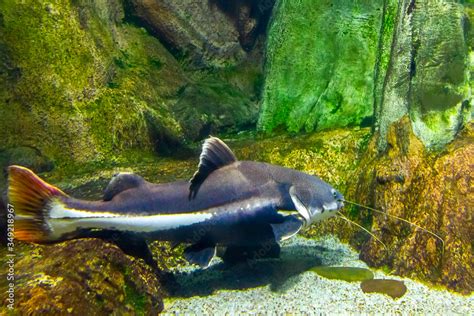 shark catfish in an aquarium with stones Stock Photo | Adobe Stock