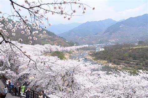 Full-day Hadong, Gwangyang, Cherry blossom, Green Tea Fields Private Tour Harga Promo Terbaru 2023