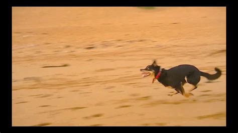 Dog Running In Epic Slow Motion [HD] - YouTube