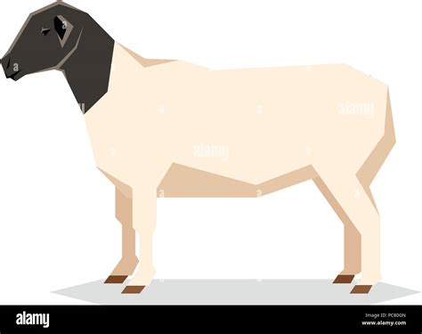 Dorper sheep hi-res stock photography and images - Alamy