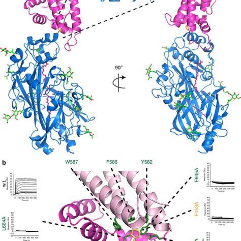 The structure of CD36 and its binding of fatty acids. (a) The structure... | Download Scientific ...