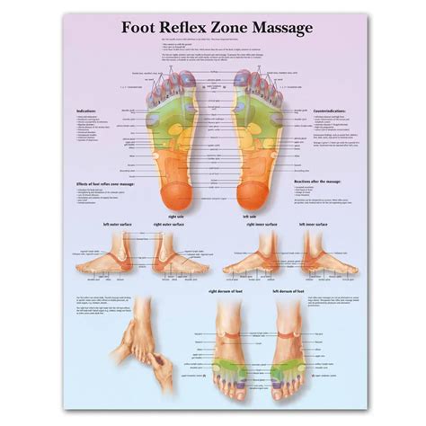 Foot Anatomy Chart