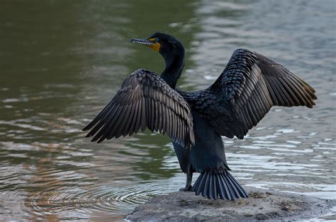 Nature Canada – Bird Tweet of the Week: Double-crested Cormorant