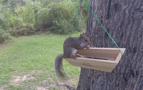 Squirrel Food: What Are The Best Things To Feed Squirrels?