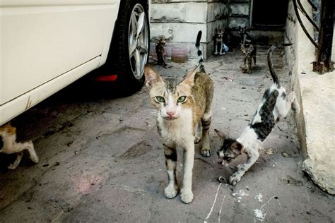 "Trap-neuter-release" programs for feral cats may do more harm than good, experts say | Salon.com