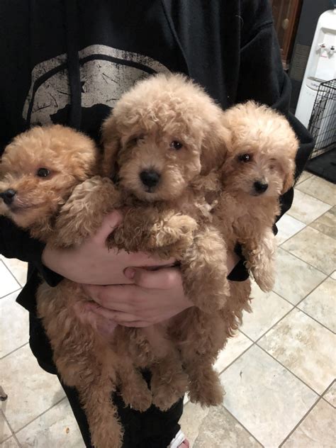 Goldendoodle Puppies For Sale | Livonia, MI #281181