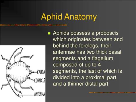 PPT - Aphid Population PowerPoint Presentation, free download - ID:1356872