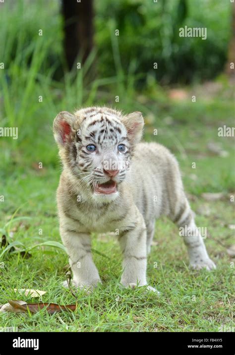 White bengal tiger standing panthera hi-res stock photography and ...