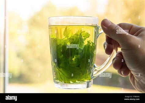 Persona mano sosteniendo té de hierbas hecho de urtica dioica seca, conocida como ortiga común ...