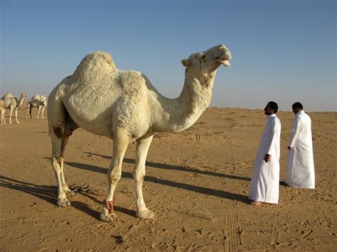 Científicos descifran cómo los camellos árabes pueden sobrevivir a tantos días sin beber agua