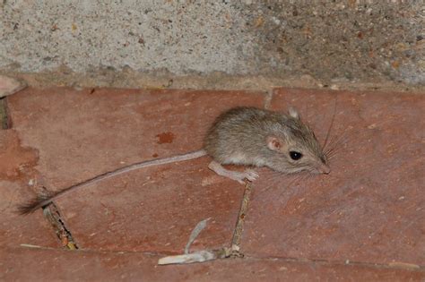 Desert Pocket Mouse (Chaetodipus penicillatus) | I believe t… | Flickr