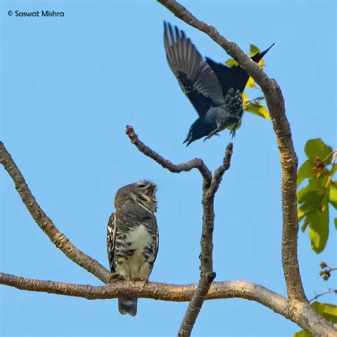 Forest owlet - Facts, Diet, Habitat & Pictures on Animalia.bio