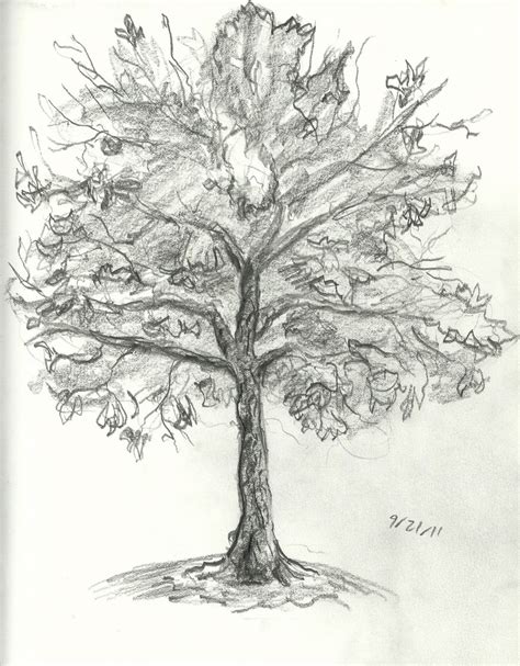 Brandon Orden Art: Tree Drawings | Tree drawing, Tree art, Drawings