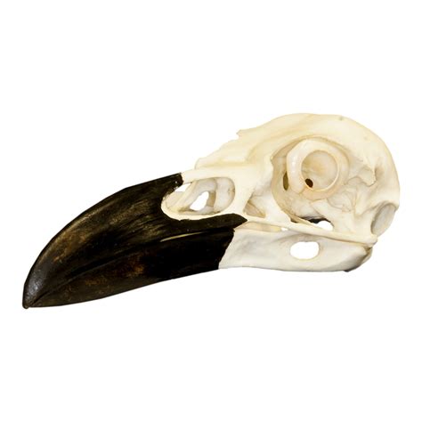 Replica Raven Skull – Skulls Unlimited International, Inc.