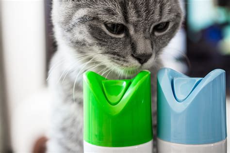 Cat Poisoning Symptoms: What to Do if Your Cat Is Poisoned