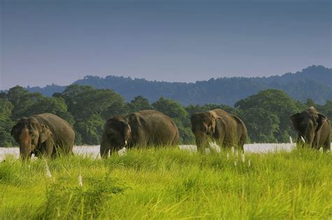 Nepal’s big 5: The animals to spot in Chitwan National Park - Discovery