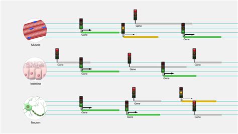 Gene Regulation