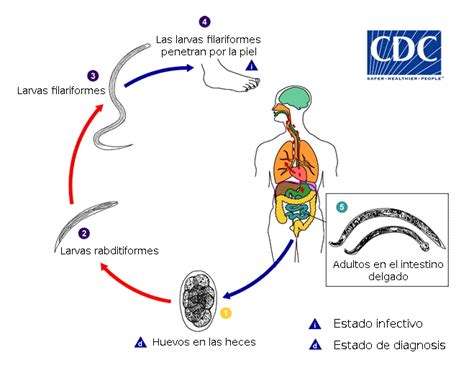 Ancylostoma Duodenale Digestive System