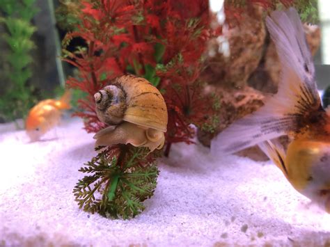 Help! Mystery Snail Shell Eroding? His Shell was golden before but now it is turning black/has ...