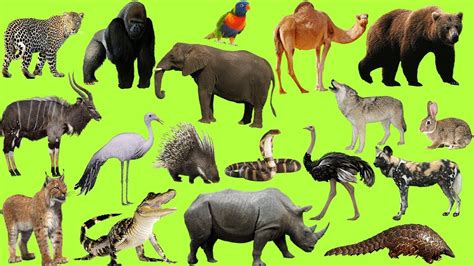 African Safari Animals List