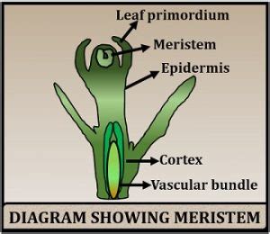 What is Meristem Culture? Definition, Process & Applications - Biology Reader