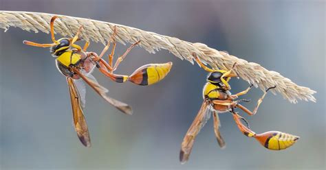 Hornet Sting: Symptoms, Reactions, and More