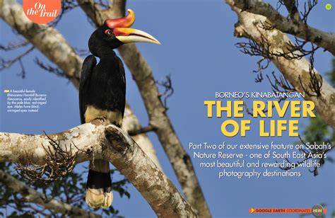 The Kinabatangan River - Borneo Part 2 | Anima Mundi Magazine