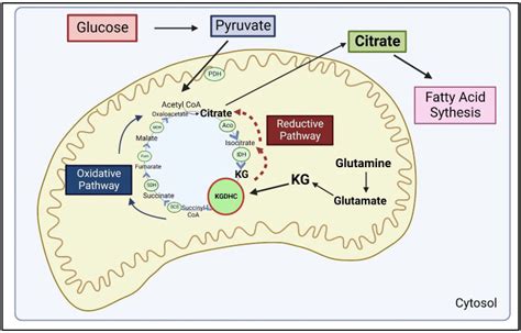 A Ketoglutarate