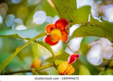 2,106 imágenes de Mangosteen malaysia - Imágenes, fotos y vectores de stock | Shutterstock