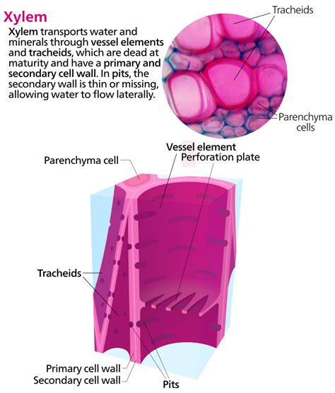 Cross section of some xylem cells | Biology, Tissue types, Cell wall