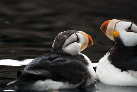 Horned Puffins | Alaska pictures, Alaska national parks, Kenai fjords national park