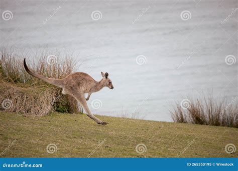 Kangaroo Hopping In Field Stock Photography | CartoonDealer.com #56294432