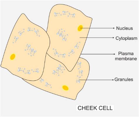 Human Cheek Cells Under A Microscope