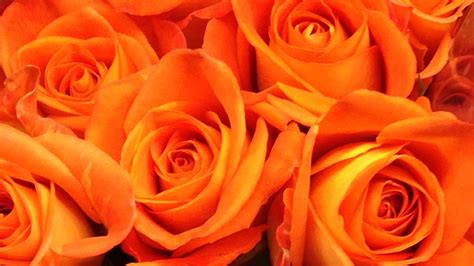 Orange Roses HD Orange Aesthetic Wallpapers | HD Wallpapers | ID #54392