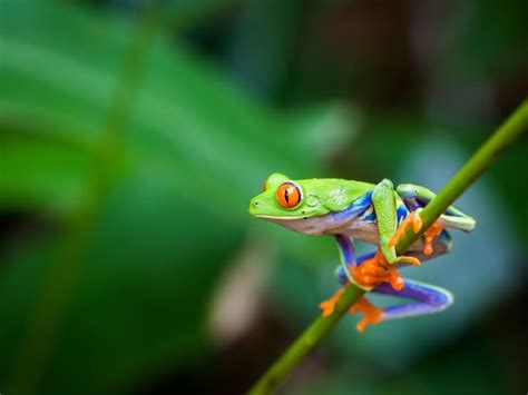 Red-Eyed Tree Frog Care: Setup, Diet, Lifespan & More