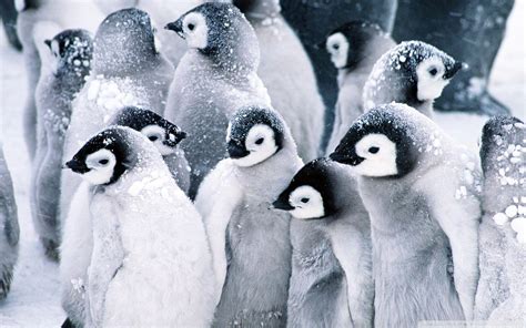 Winter Penguin Wallpapers - Top Free Winter Penguin Backgrounds ...