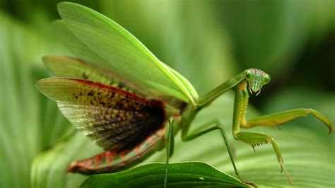 Do Praying Mantis Eat Flowers | Best Flower Site