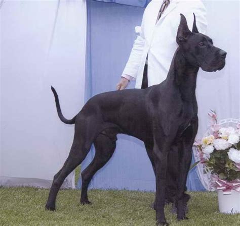 Black Great Dane Breeders | PETSIDI