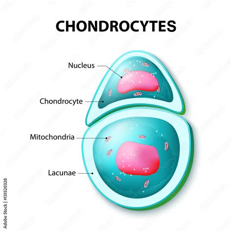 structure of the chondrocytes Stock Vector | Adobe Stock